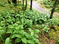 バイケイソウの大群落