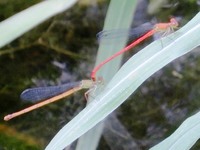 ベニイトトンボ