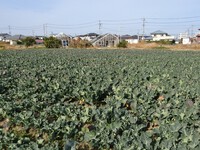 ブロッコリー畑