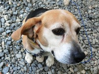 ビーグル犬のチビ