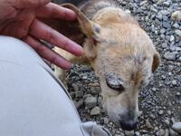 ビーグル犬の「チビ」