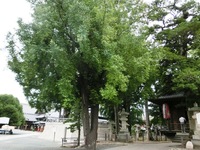 鎮守堂とナギの木