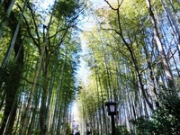 「竹林の小径」