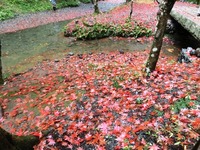 散り紅葉