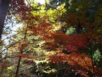 赤と黄色のコラボ