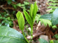 秋葉茶