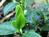 新茶の芽吹き