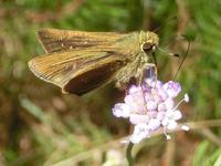 ミカワマツムシソウで吸蜜するチャバネセセリ