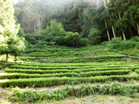 遠山茶の茶園