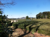 諏訪原城跡の茶園