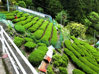 二本杉峠の茶園