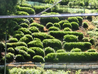 遠山茶の茶園