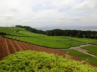 牧之原大茶園