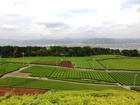 牧之原大茶園