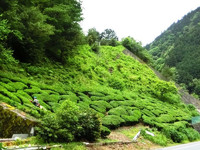 相月トンネル北側の茶園