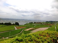 牧之原大茶園