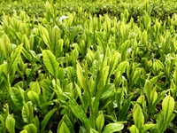 2017年の一番茶
