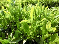 新茶の茶摘み