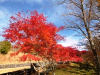 茶臼山高原の紅葉