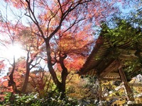 大洞院の紅葉