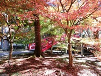 大洞院の紅葉