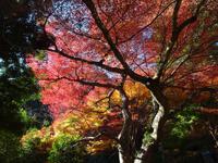大洞院の紅葉