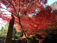 大洞院の紅葉