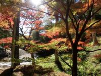 大洞院の紅葉