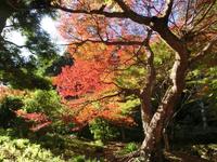 大洞院の紅葉
