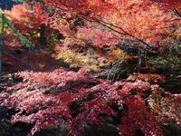 大洞院の紅葉