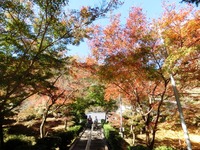 大洞院の紅葉