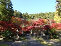 大洞院の紅葉