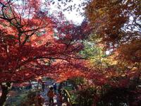 大洞院の紅葉