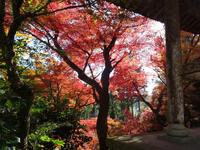 大洞院の紅葉