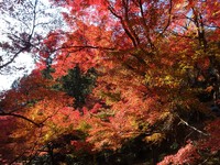 大洞院の紅葉