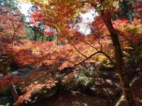 大洞院の紅葉