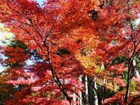 大洞院の紅葉