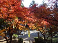 大洞院の紅葉
