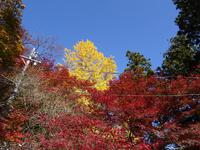 大洞院の紅葉
