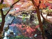 大洞院の紅葉