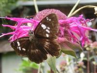 ダイミョウセセリ