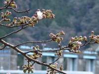 佐久間ダム湖畔の桜