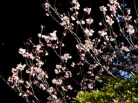佐久間ダム湖畔の桜