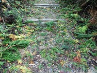 参道に散らばる杉、ヒノキの枝