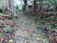 参道に散らばる杉、ヒノキの枝