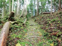 参道に散らばる杉、ヒノキの枝