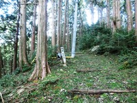 参道に散らばる杉、ヒノキの枝