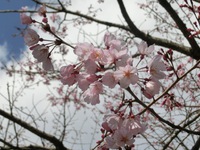 江戸彼岸桜