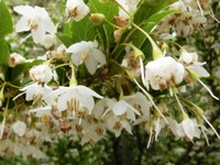 エゴノキの花