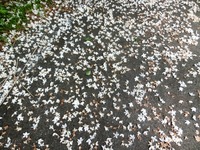 エゴノキの落花